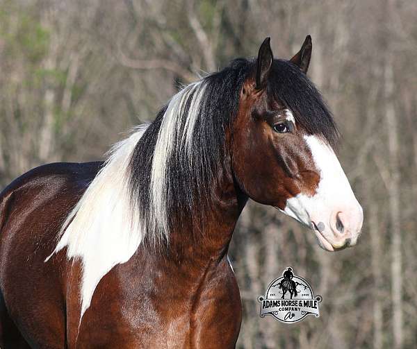 quarter-horse