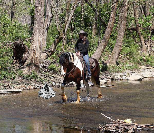ranch-work-quarter-horse