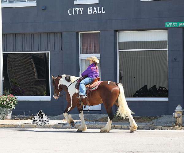 beginner-quarter-horse