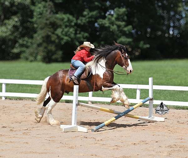 draft-quarter-horse