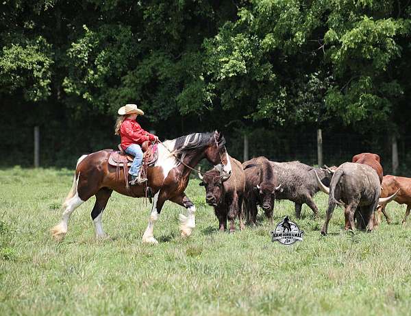 beginner-safe-draft-horse