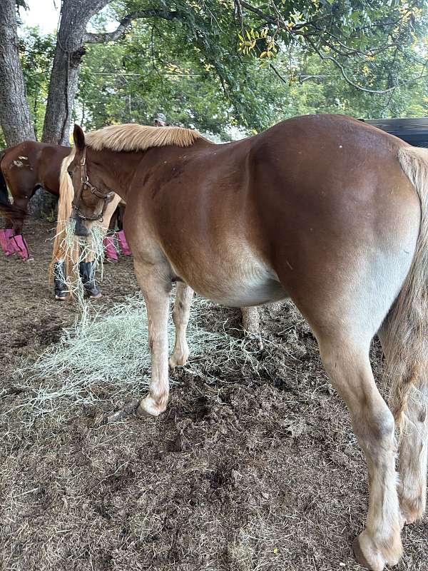 percheron-horse-for-sale