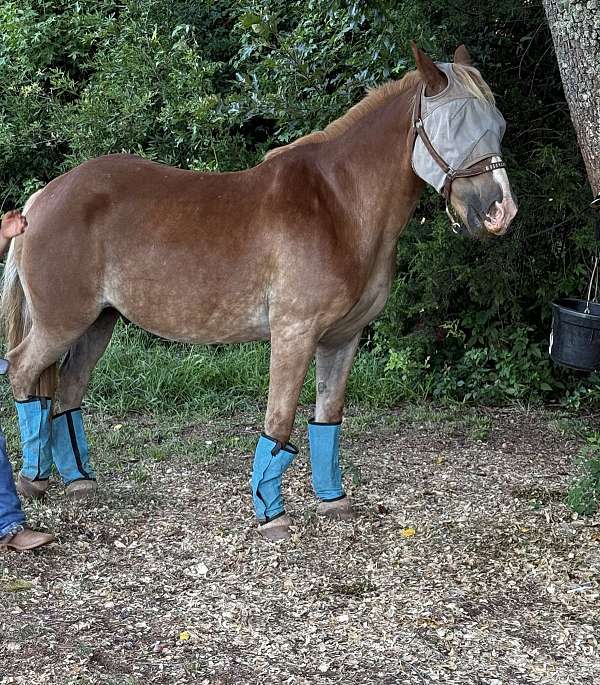 percheron-horse