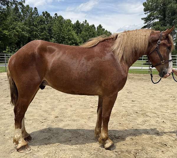 sorrel-belgian-gelding