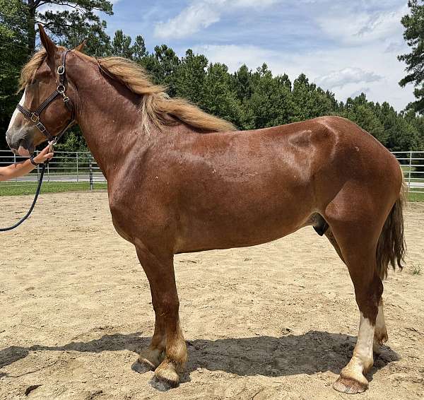 sorrel-gelding-for-sale