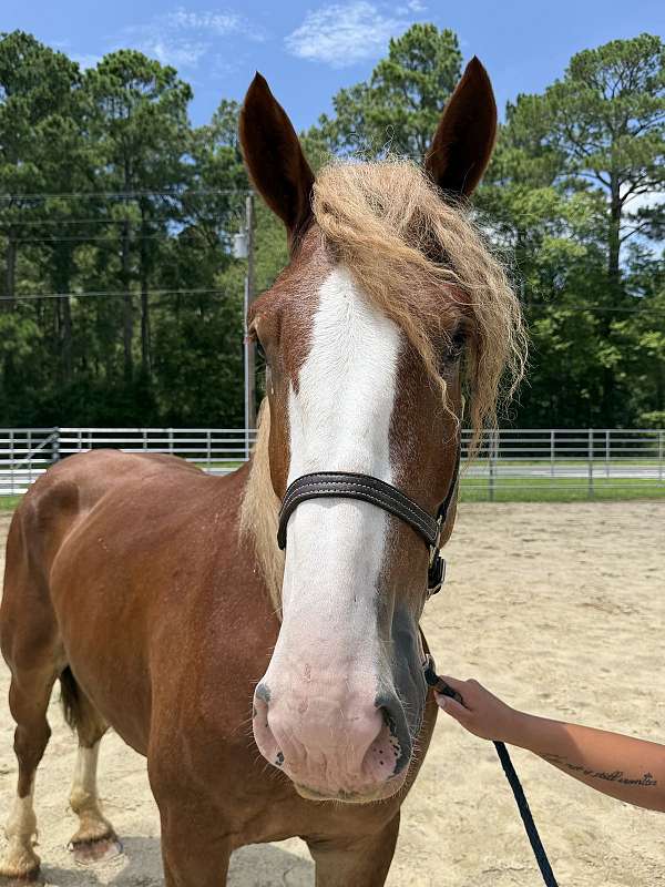 16-hand-belgian-gelding