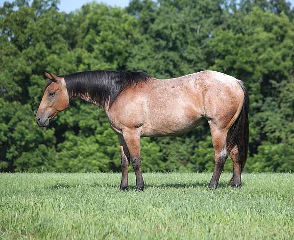 quarter-horse