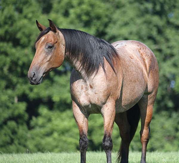 ranch-work-quarter-horse