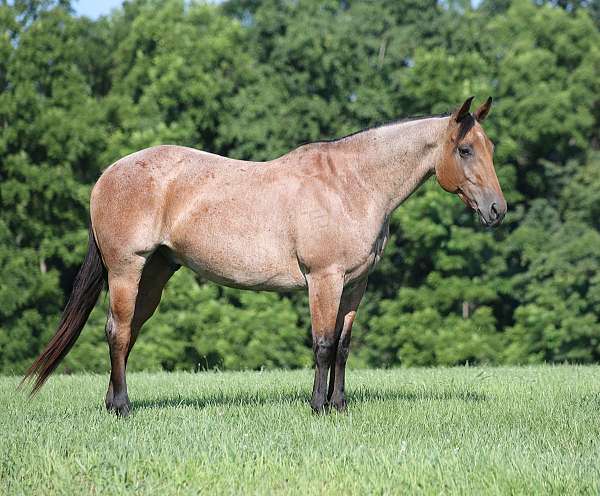 beginner-safe-quarter-horse