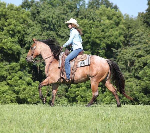 family-horse-quarter