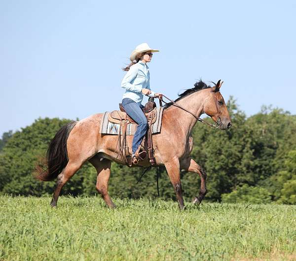 trail-quarter-horse