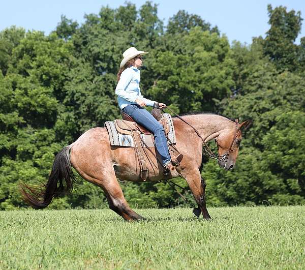 all-around-quarter-horse