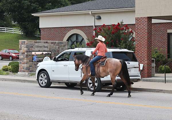 athletic-quarter-horse