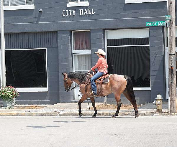 beginner-quarter-horse