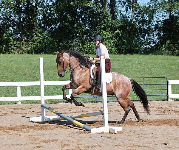 experienced-quarter-horse