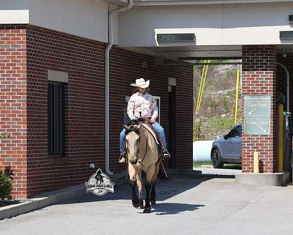 draft-quarter-horse