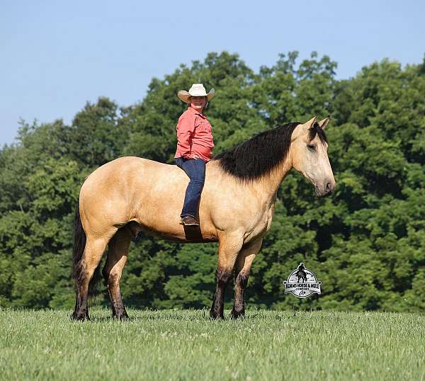 dressage-quarter-horse
