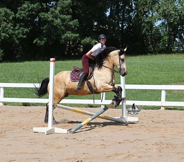 ranch-work-draft-horse