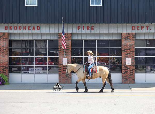 athletic-draft-horse