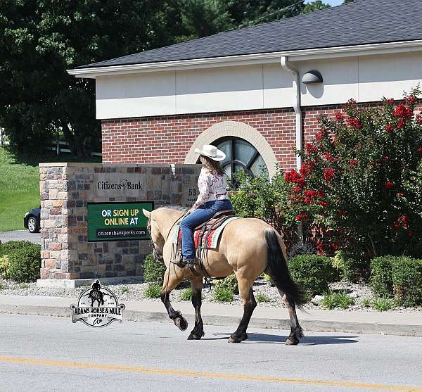 beginner-draft-horse