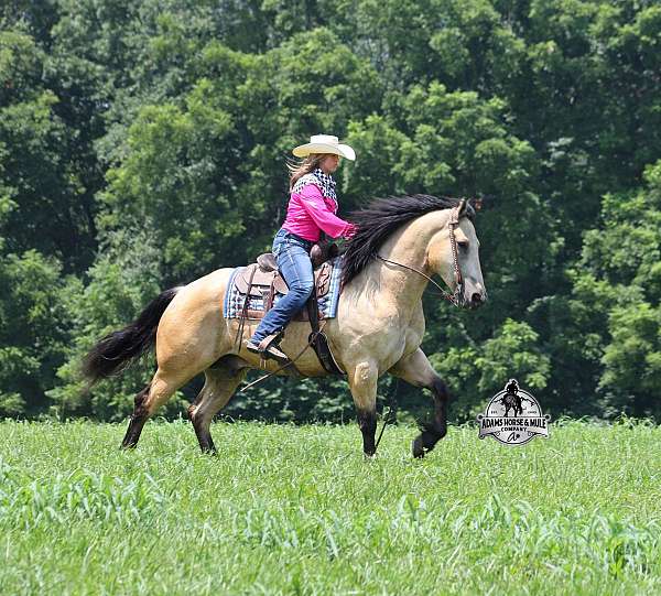 husband-safe-draft-horse