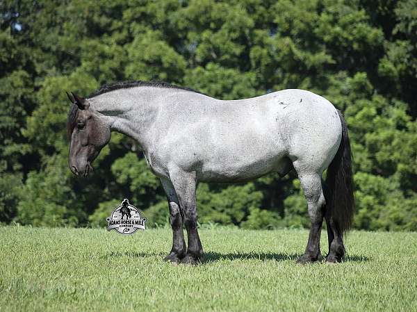 quarter-horse