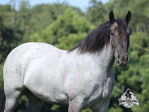 ranch-work-quarter-horse