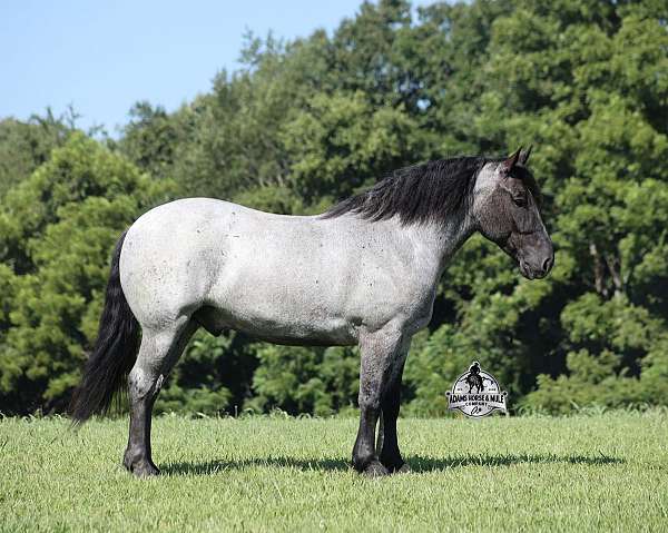 beginner-safe-quarter-horse