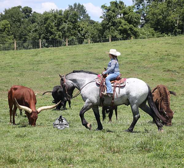 family-horse-quarter
