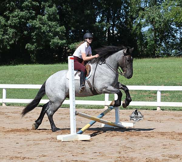 athletic-quarter-horse