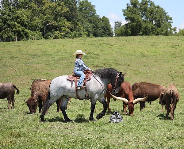 trail-quarter-horse