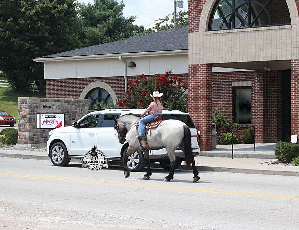 beginner-quarter-horse