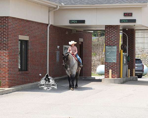 draft-quarter-horse