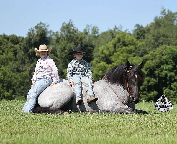 blue-roan-none-horse