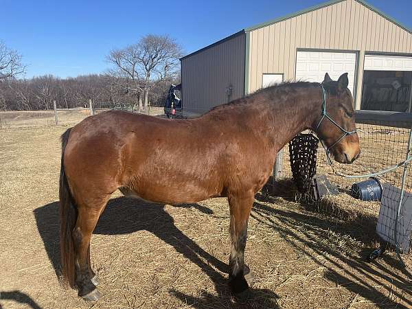 mustang-gelding