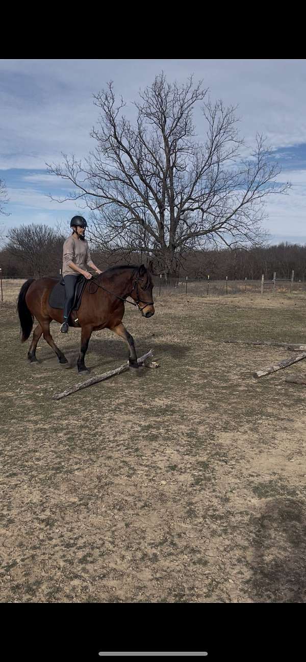 mustang-horse