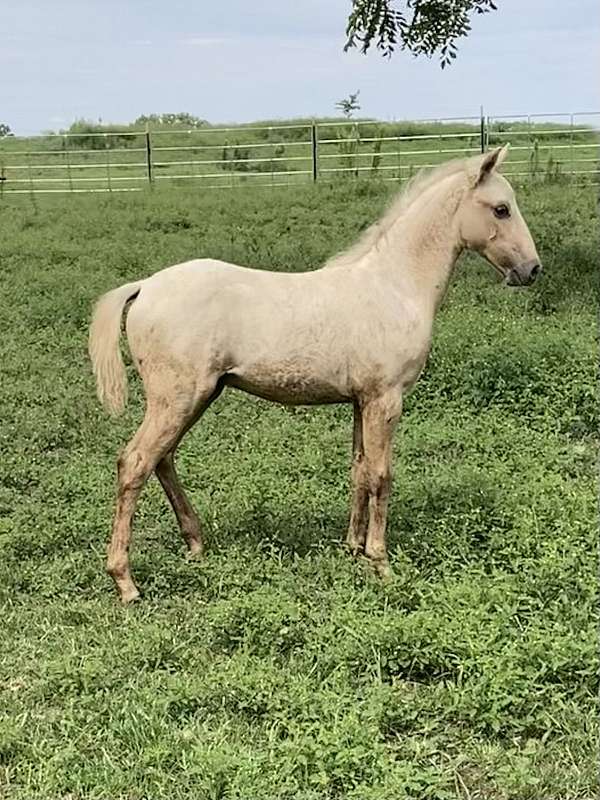 quarter-pony-colt