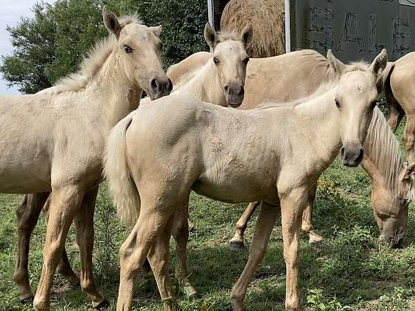quarter-pony-for-sale