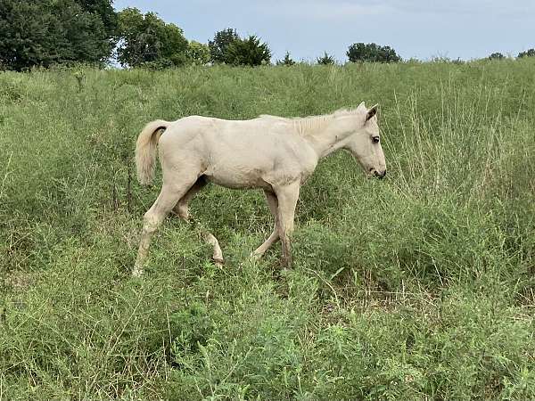 quarter-pony