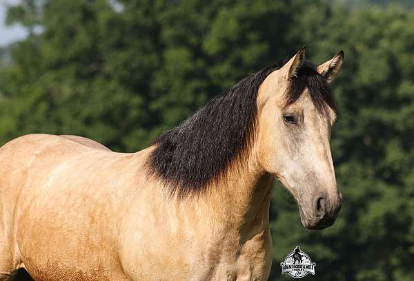 buckskin-black-points-horse