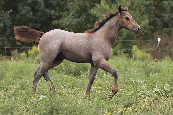 quarter-horse-colt