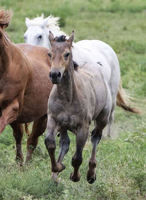 quarter-horse-for-sale