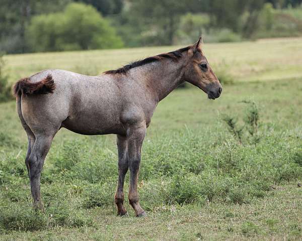 quarter-horse