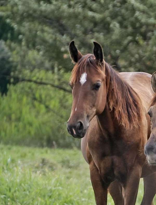 quarter-horse-colt