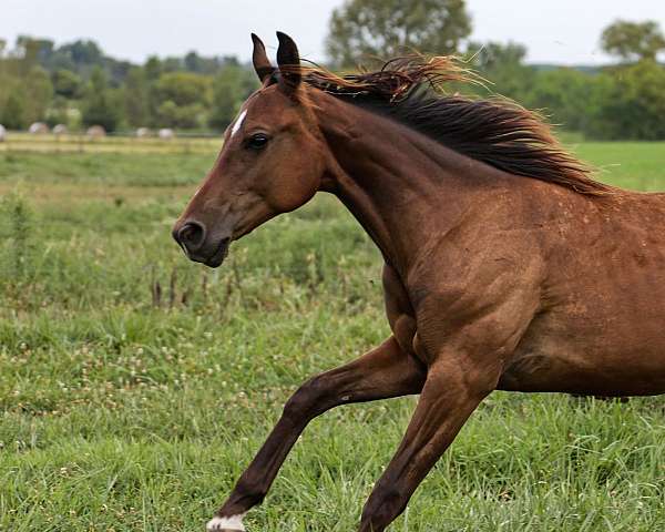 quarter-horse-for-sale