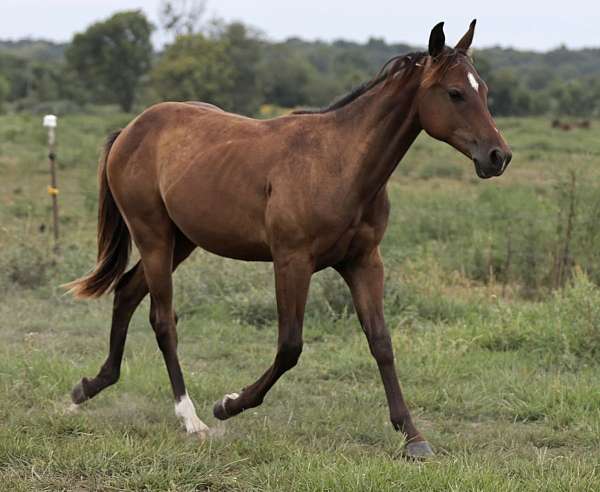 quarter-horse