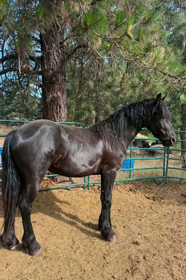 friesian-colt