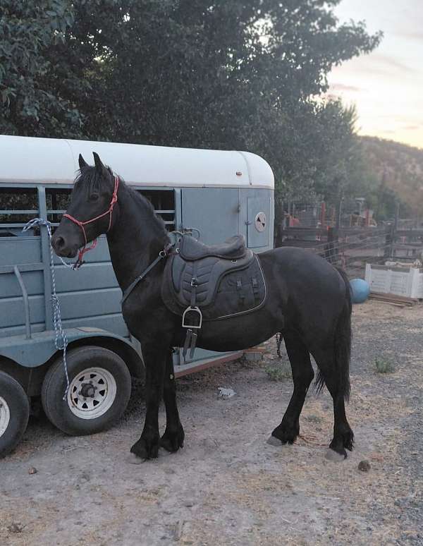 friesian-horse-for-sale