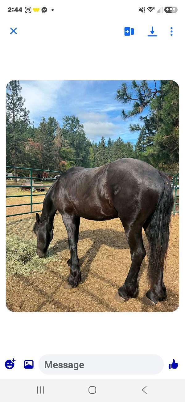 friesian-horse