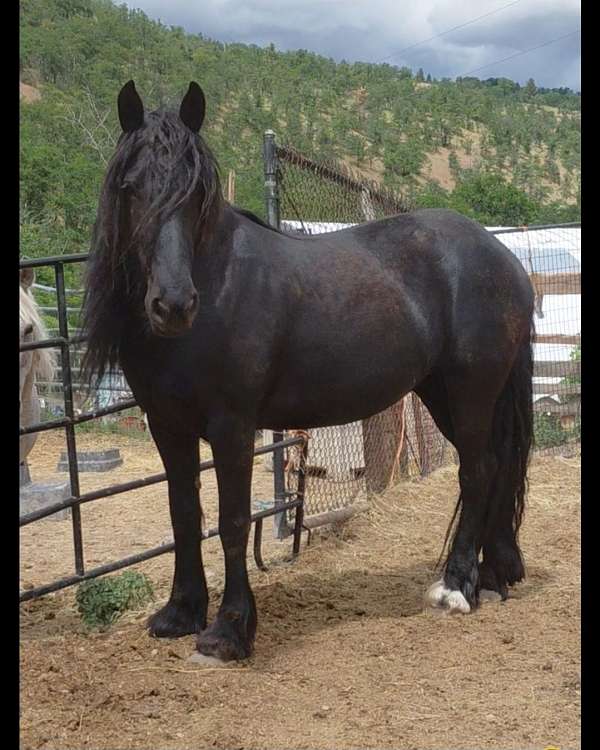 friesian